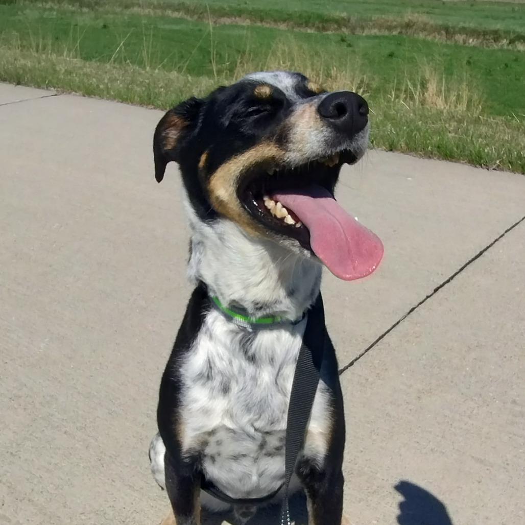 Enlarge Mikey (Samson), a Adoptable mixed breed in Norfolk, NE image 1/3