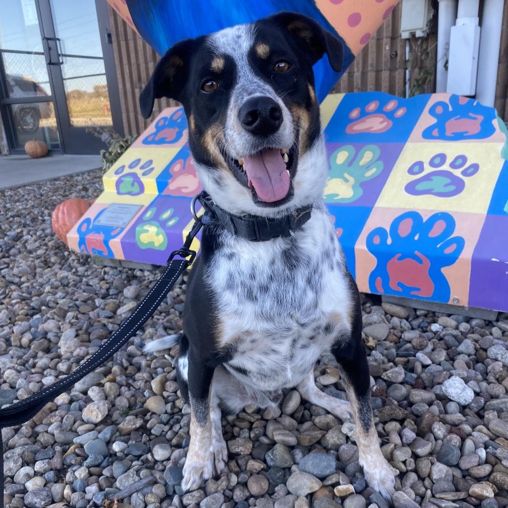 Enlarge Mikey (Samson), a Adoptable mixed breed in Norfolk, NE image 3/3