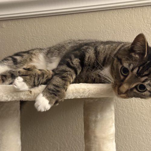 Enlarge Winslow, a Adoptable Tabby in Edmond, OK image 1/6
