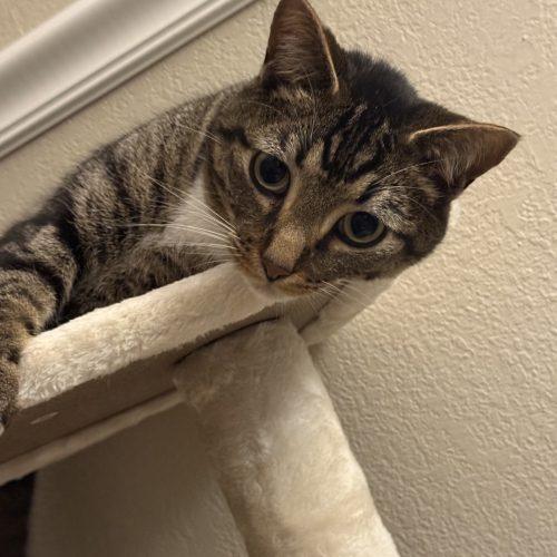 Enlarge Winslow, a Adoptable Tabby in Edmond, OK image 2/6