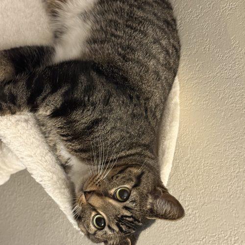 Enlarge Winslow, a Adoptable Tabby in Edmond, OK image 3/6