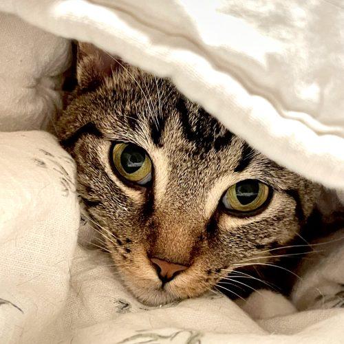 Enlarge Winslow, a Adoptable Tabby in Edmond, OK image 4/6