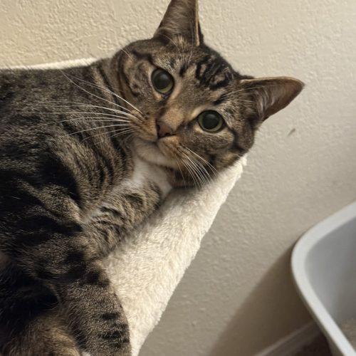 Enlarge Winslow, a Adoptable Tabby in Edmond, OK image 5/6