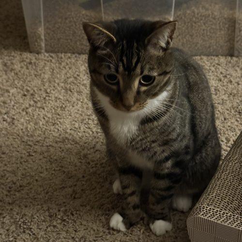 Enlarge Winslow, a Adoptable Tabby in Edmond, OK image 6/6