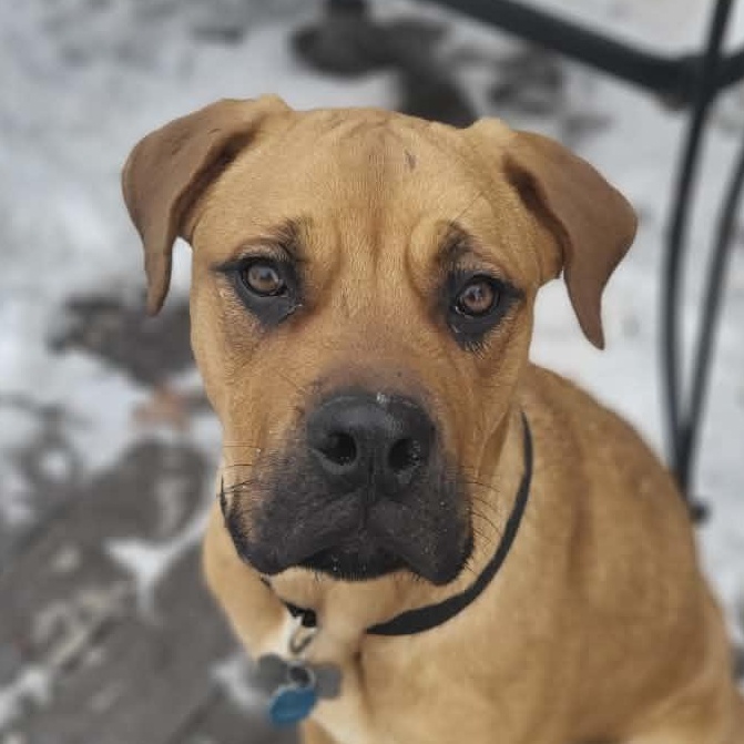 Shelby, ADOPTABLE, Young Female Presa Canario & Rottweiler.