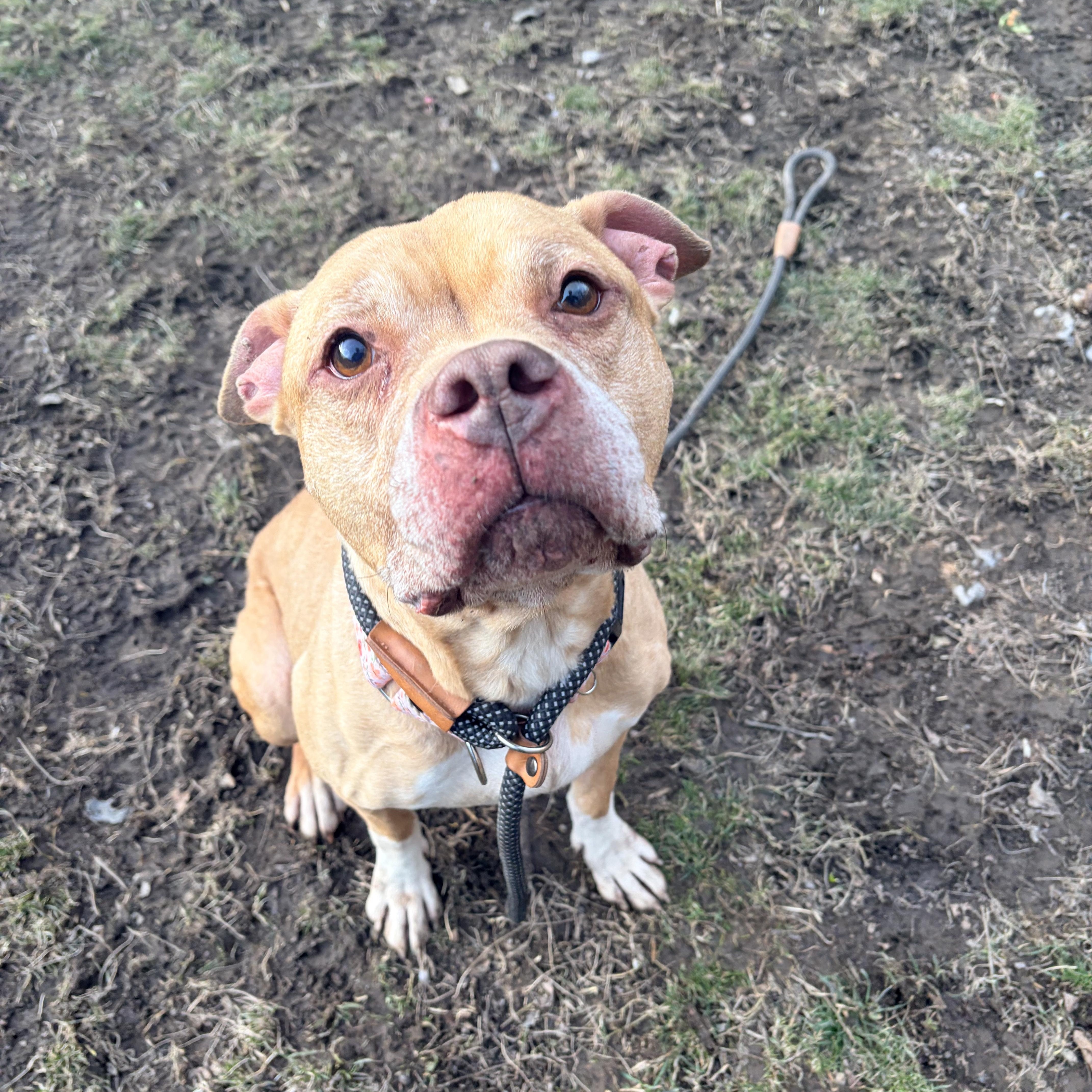Enlarge Della, a ADOPTABLE mixed breed in White Oak, PA image 4/6