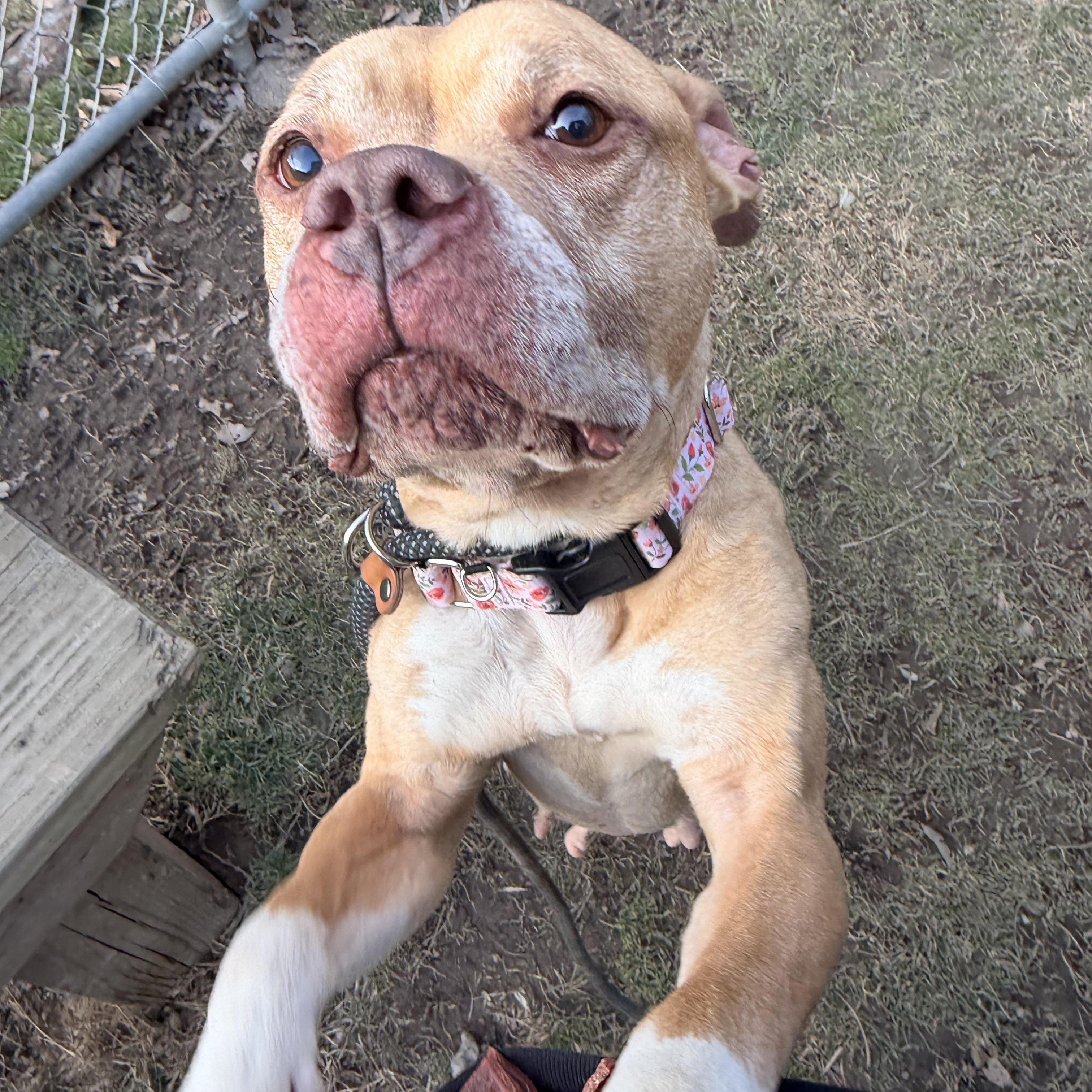 Enlarge Della, a ADOPTABLE mixed breed in White Oak, PA image 6/6