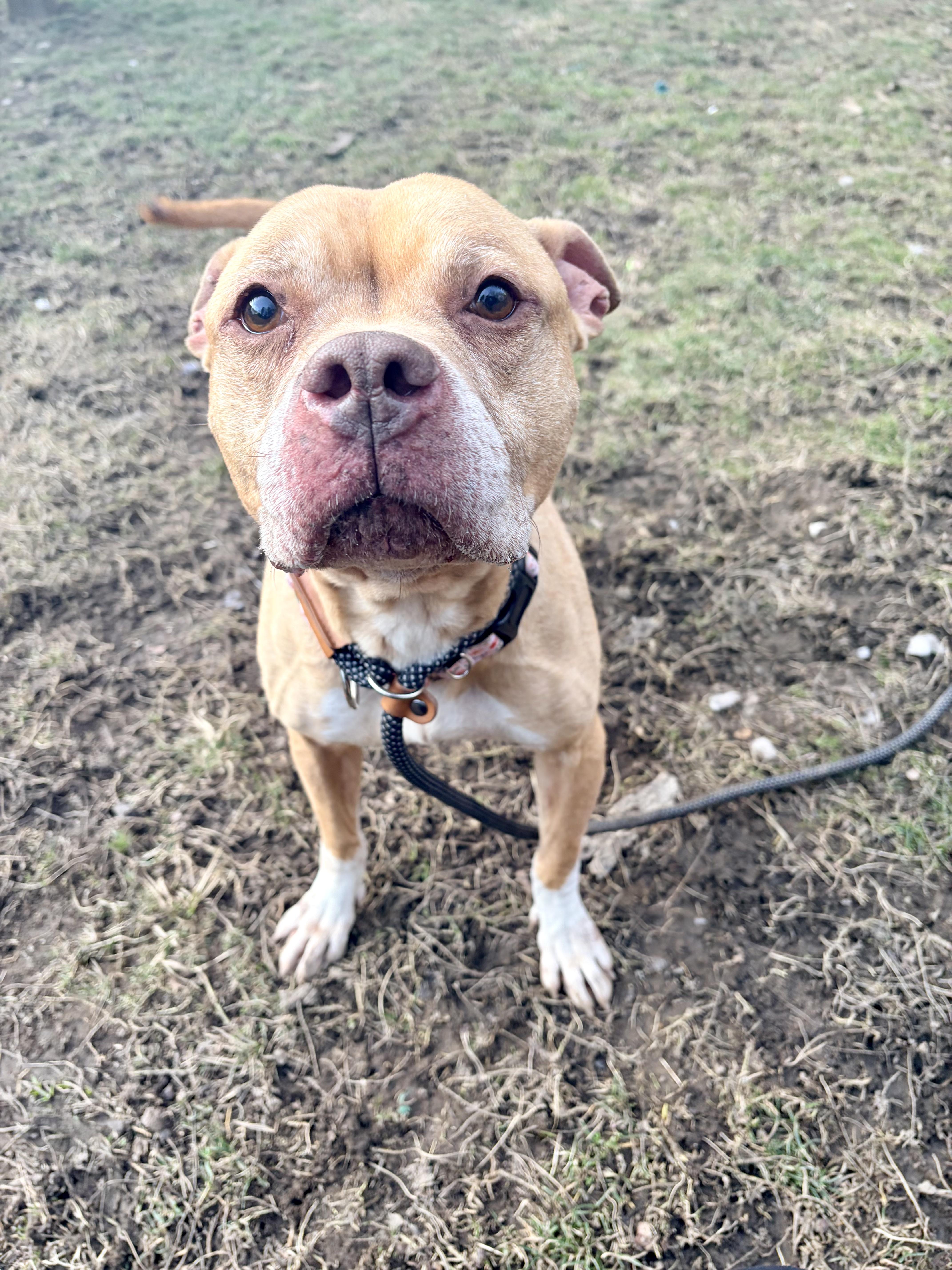 Enlarge Della, a ADOPTABLE mixed breed in White Oak, PA image 5/6