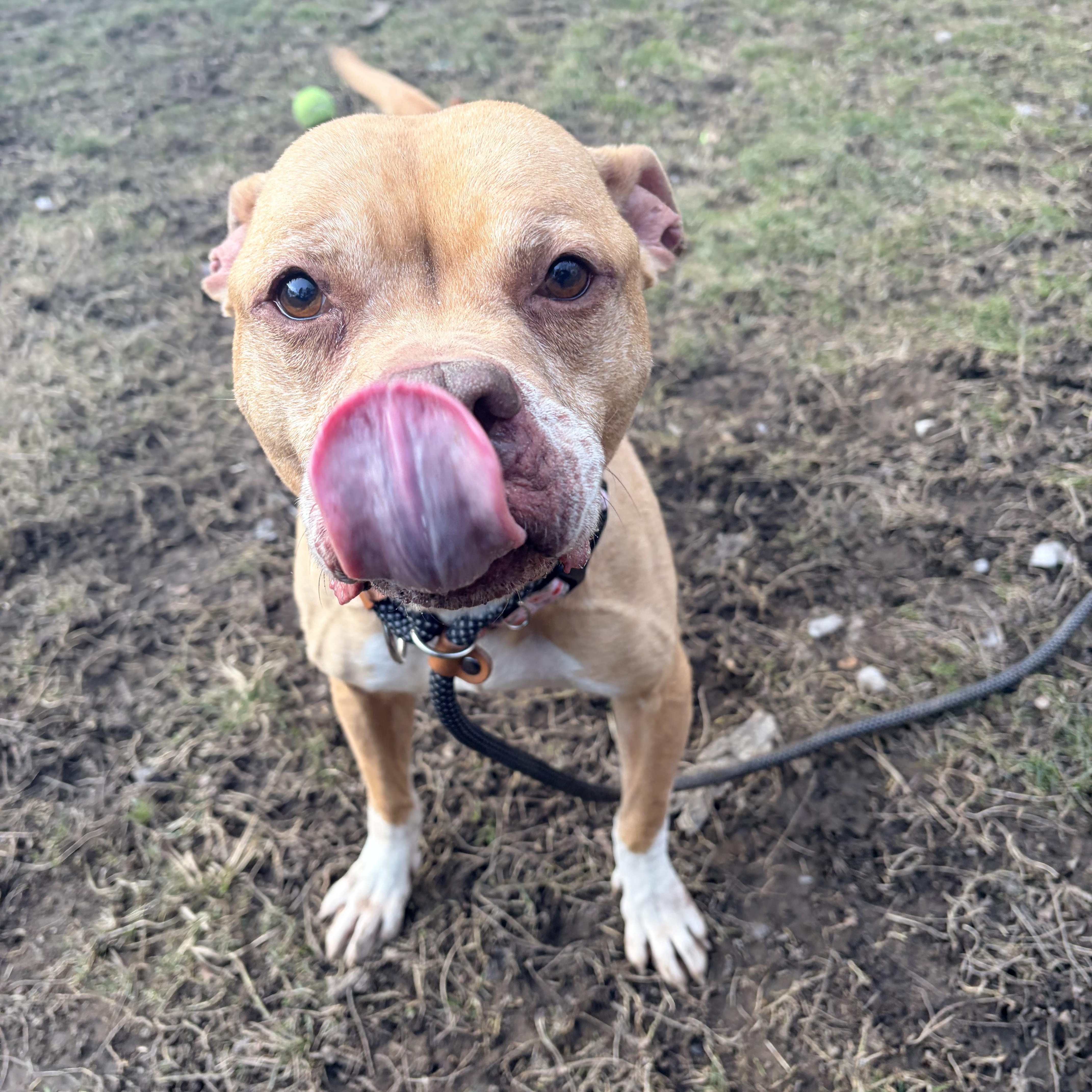 Enlarge Della, a ADOPTABLE mixed breed in White Oak, PA image 3/6