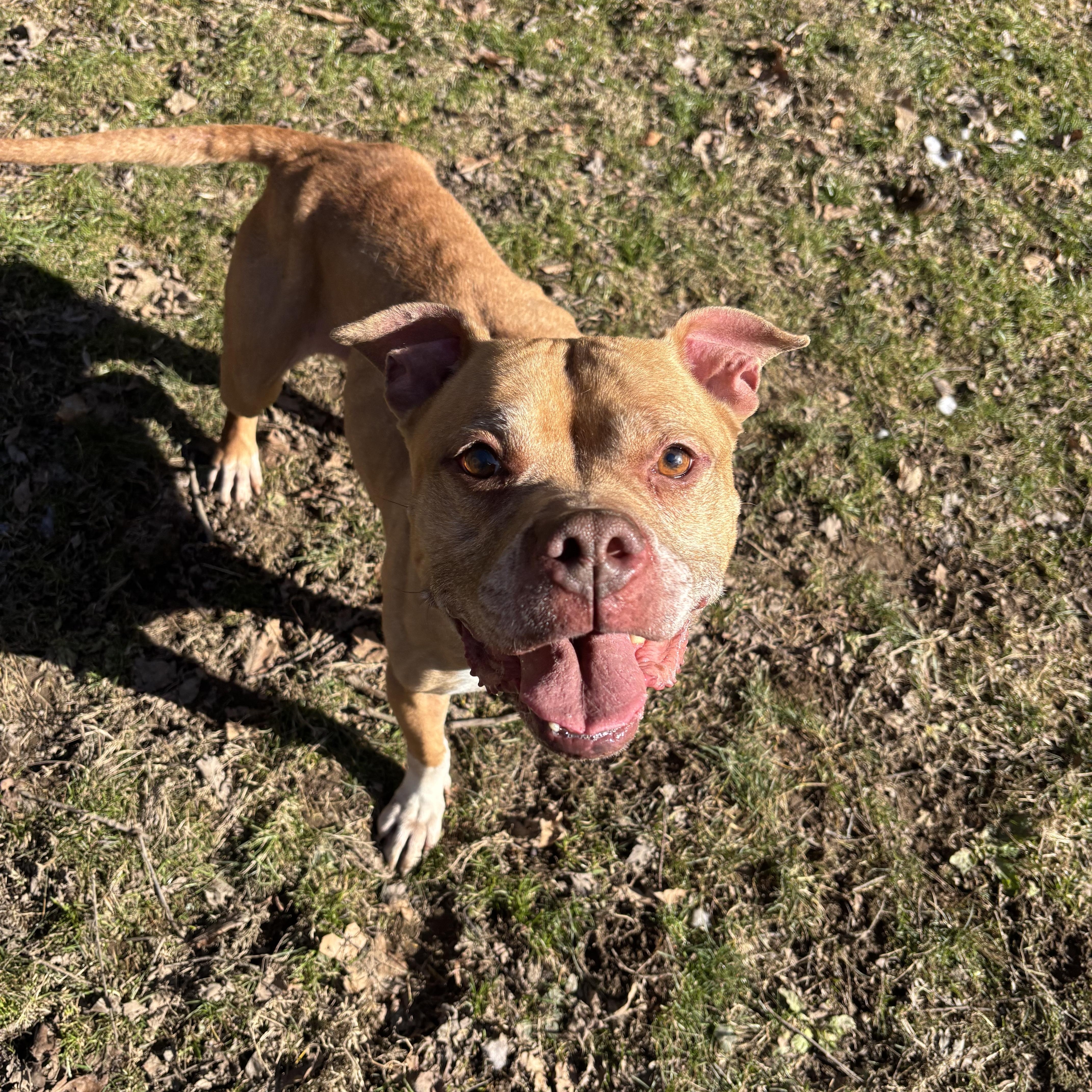 Enlarge Della, a ADOPTABLE mixed breed in White Oak, PA image 2/6