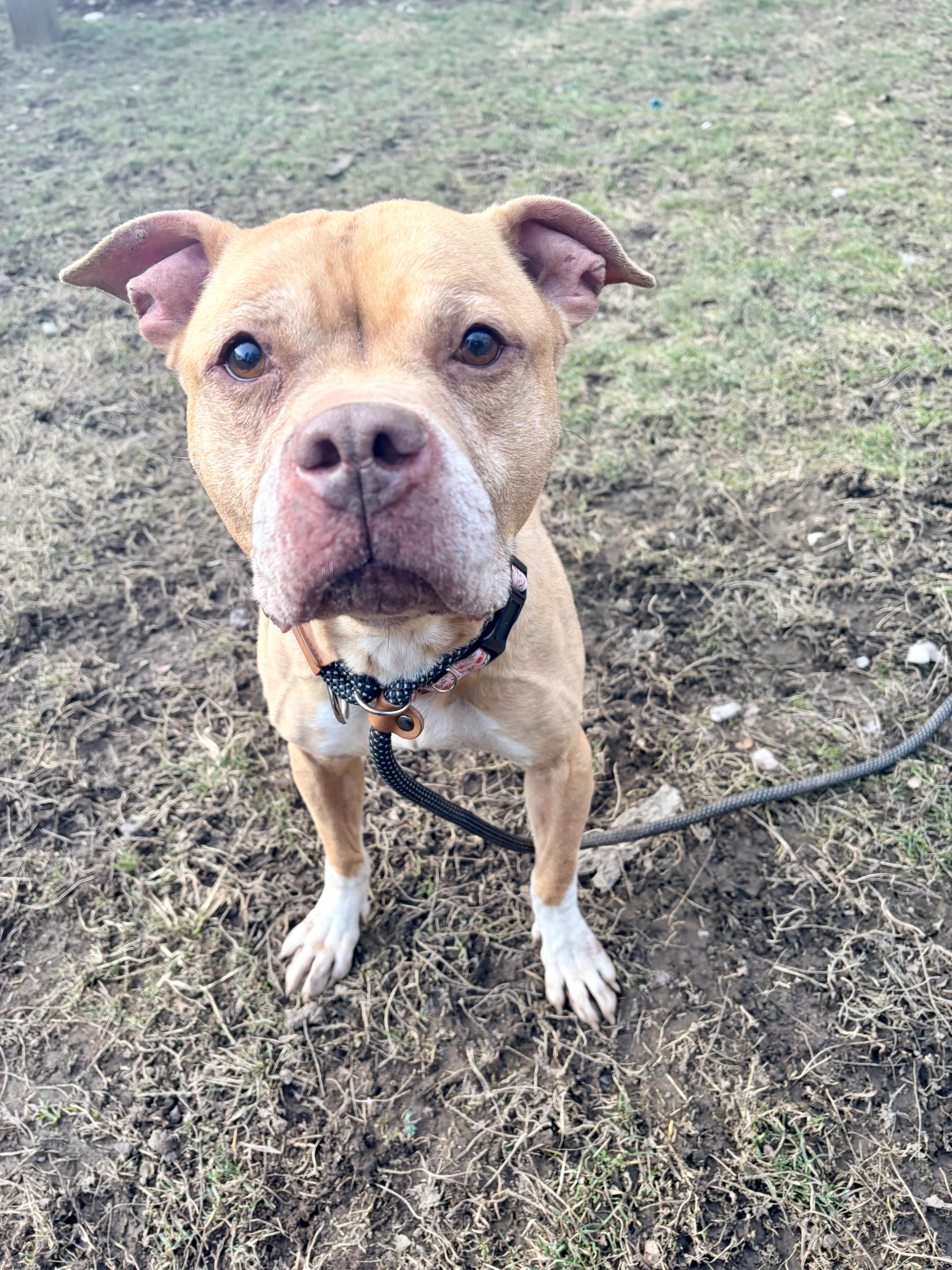Della, ADOPTABLE, Adult Female Pit Bull Terrier.
