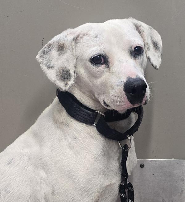 Poppy Seed Beagle, Adoptable, Young Male Beagle.