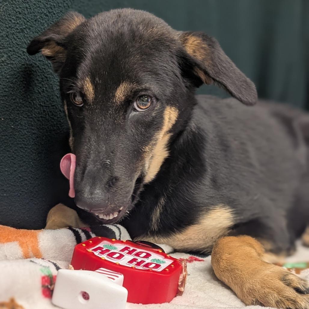 Chicken little, Adoptable, Puppy Male German Shepherd Dog.