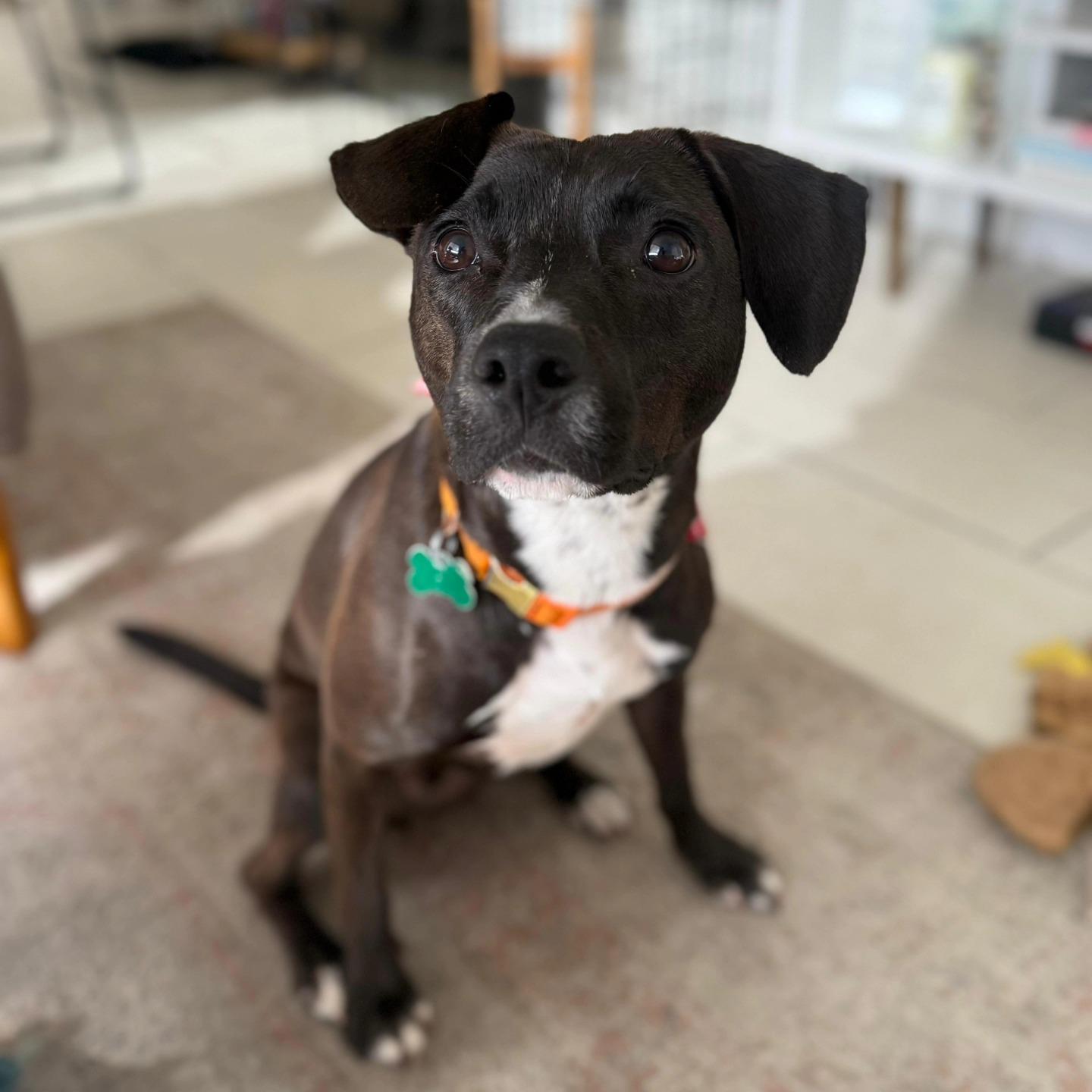 Goalie (FOSTER OR FOSTER TO ADOPT), Adoptable, Young Male Black Labrador Retriever.