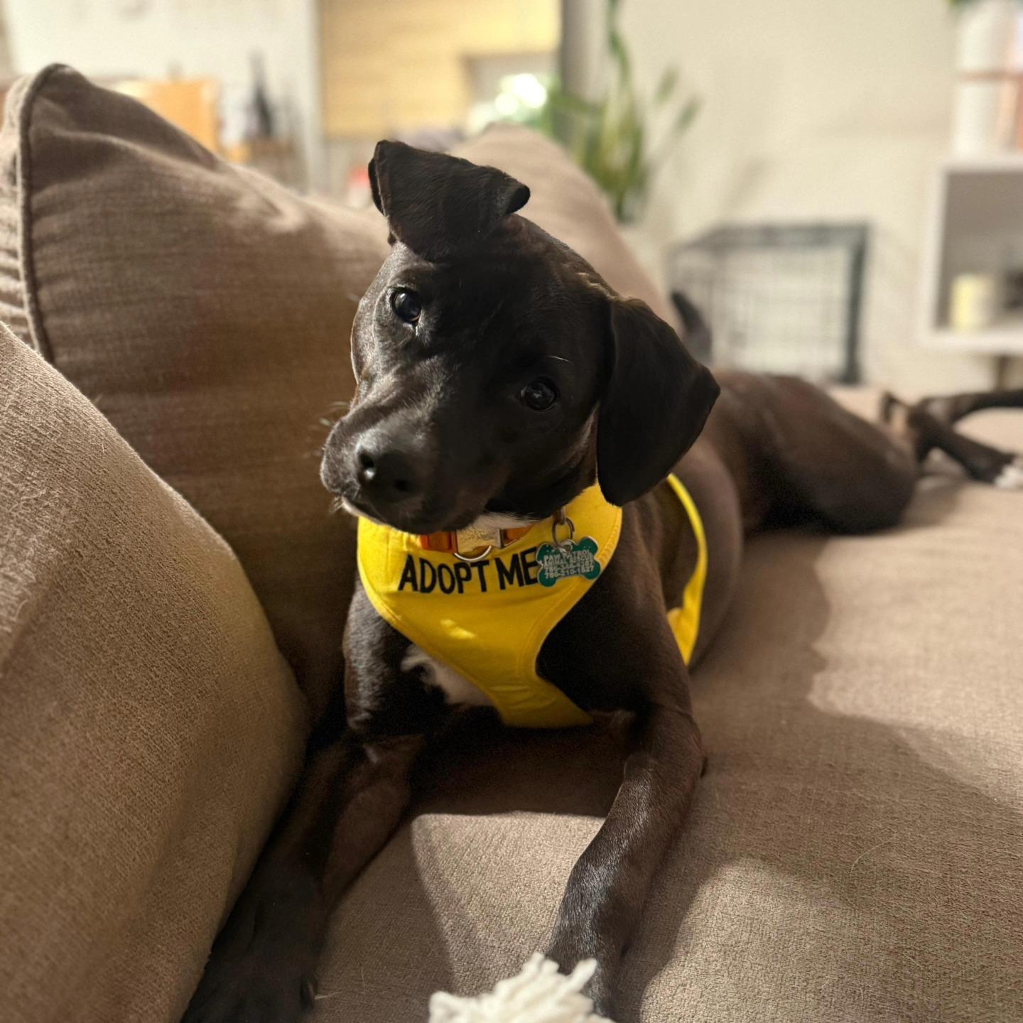 Enlarge Goalie (FOSTER OR FOSTER TO ADOPT), a Adoptable mixed breed in Miami, FL image 6/6