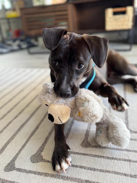 Enlarge Goalie (FOSTER OR FOSTER TO ADOPT), a Adoptable mixed breed in Miami, FL image 5/6