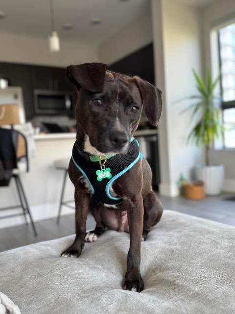 Enlarge Goalie (FOSTER OR FOSTER TO ADOPT), a Adoptable mixed breed in Miami, FL image 1/6