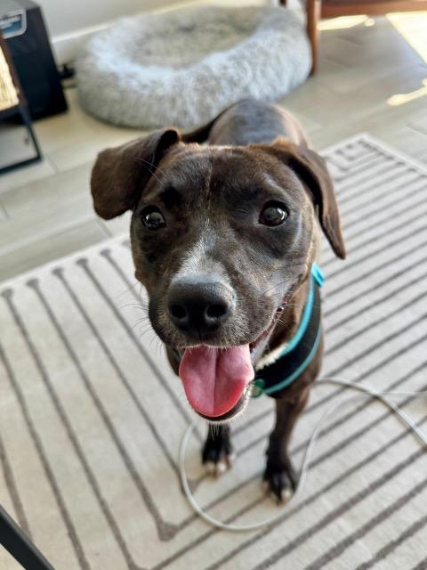 Goalie (FOSTER OR FOSTER TO ADOPT)