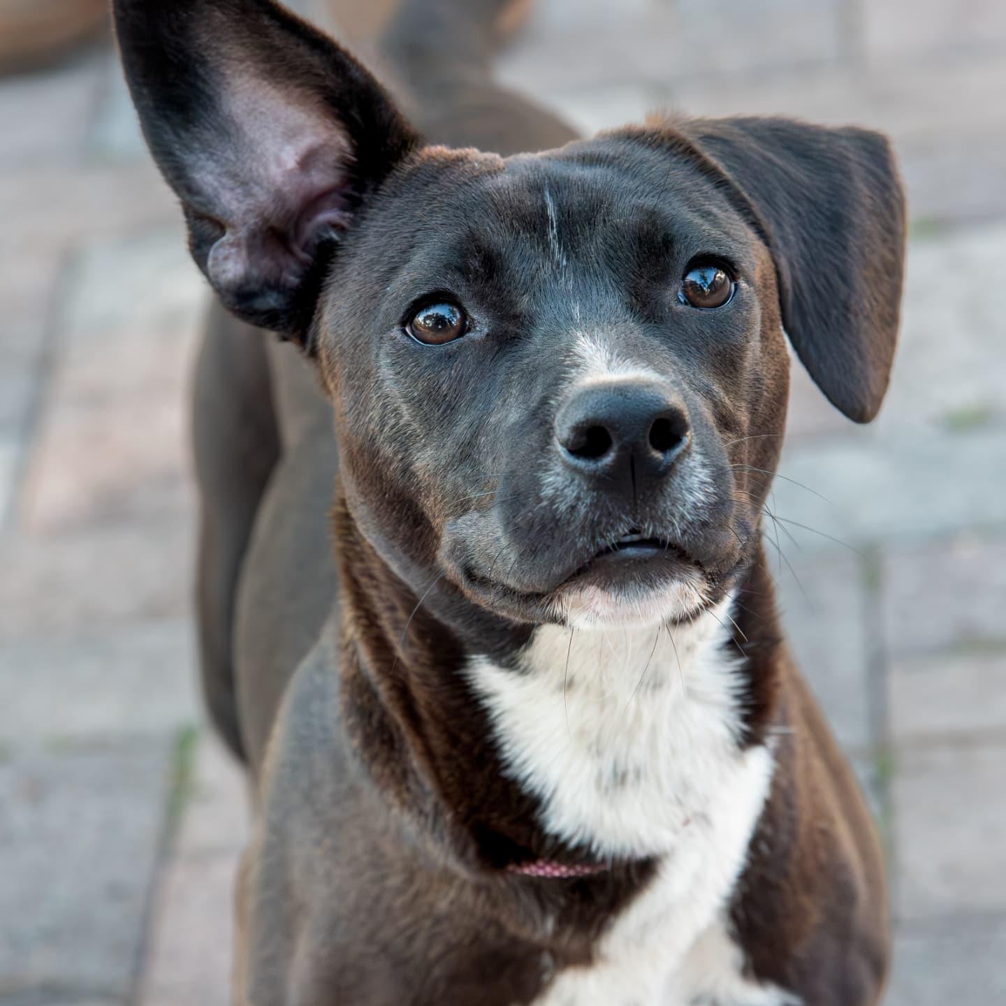 Goalie (FOSTER OR FOSTER TO ADOPT)