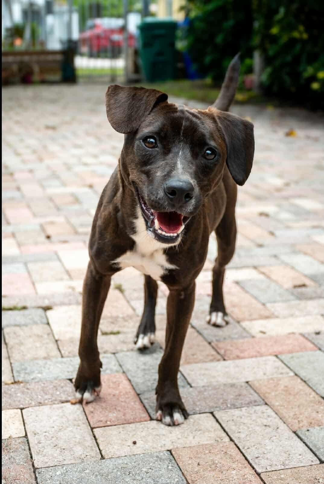 Meet Goalie  The Sweetest MVP on Ice Located in South Florida  Apply to adopt wwwpawpatrolanima