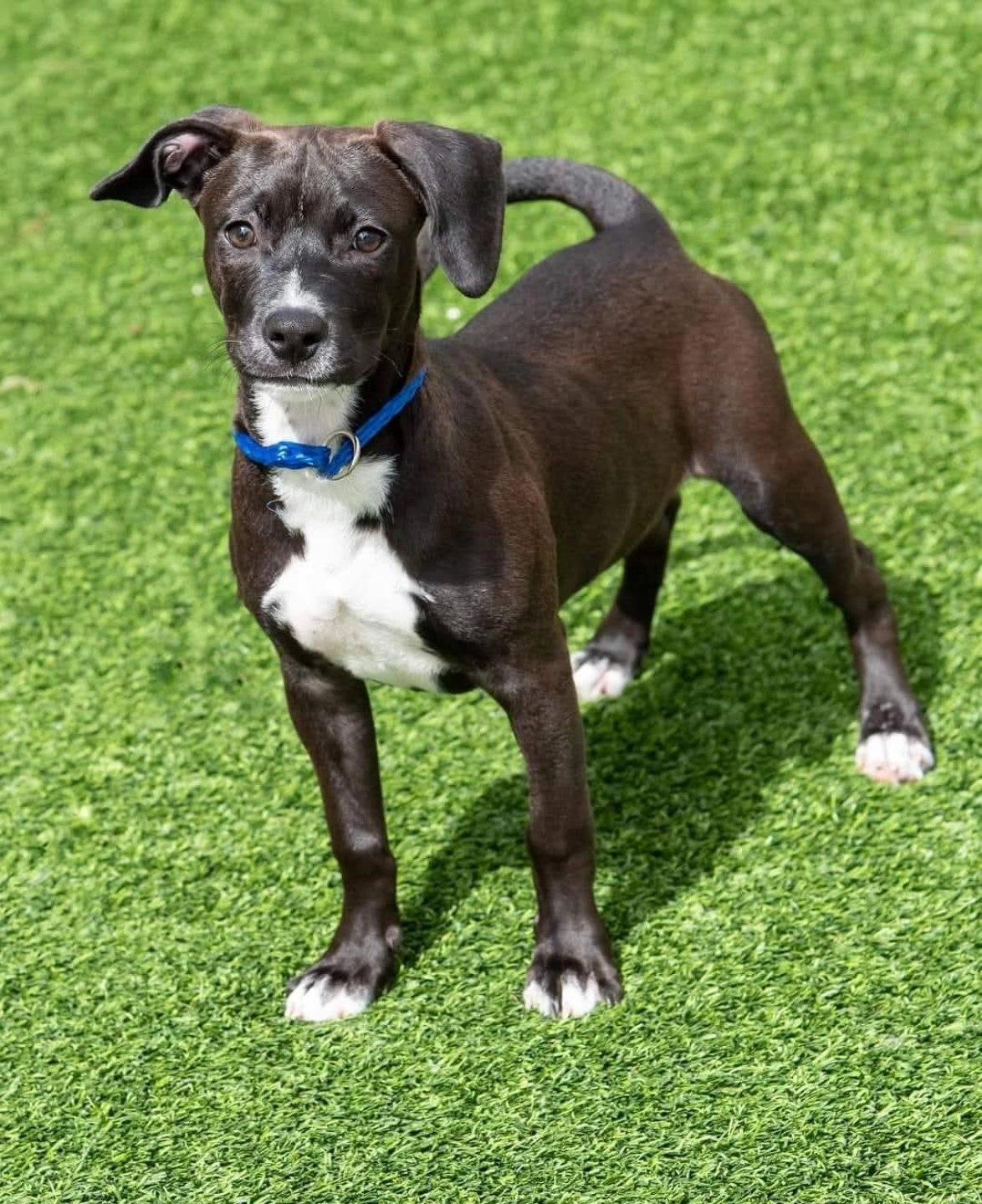 Enlarge Goalie (FOSTER OR FOSTER TO ADOPT), a Adoptable mixed breed in Miami, FL image 3/6