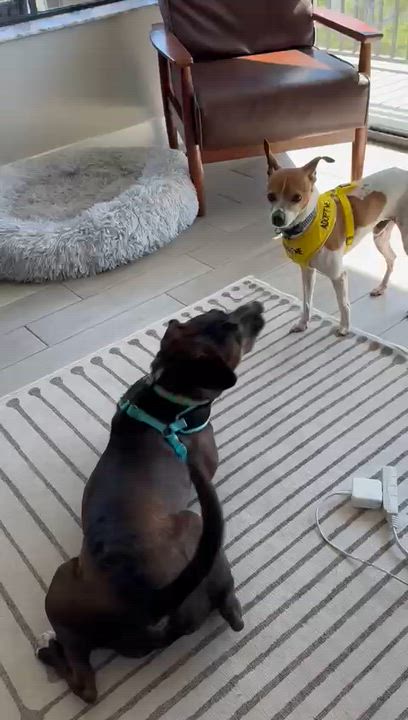 Enlarge Goalie (FOSTER OR FOSTER TO ADOPT), a Adoptable mixed breed in Miami, FL video 6/6