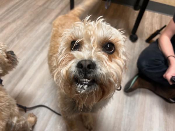 Enlarge Guppy, a Adoptable mixed breed in Oceanside, CA image 1/1