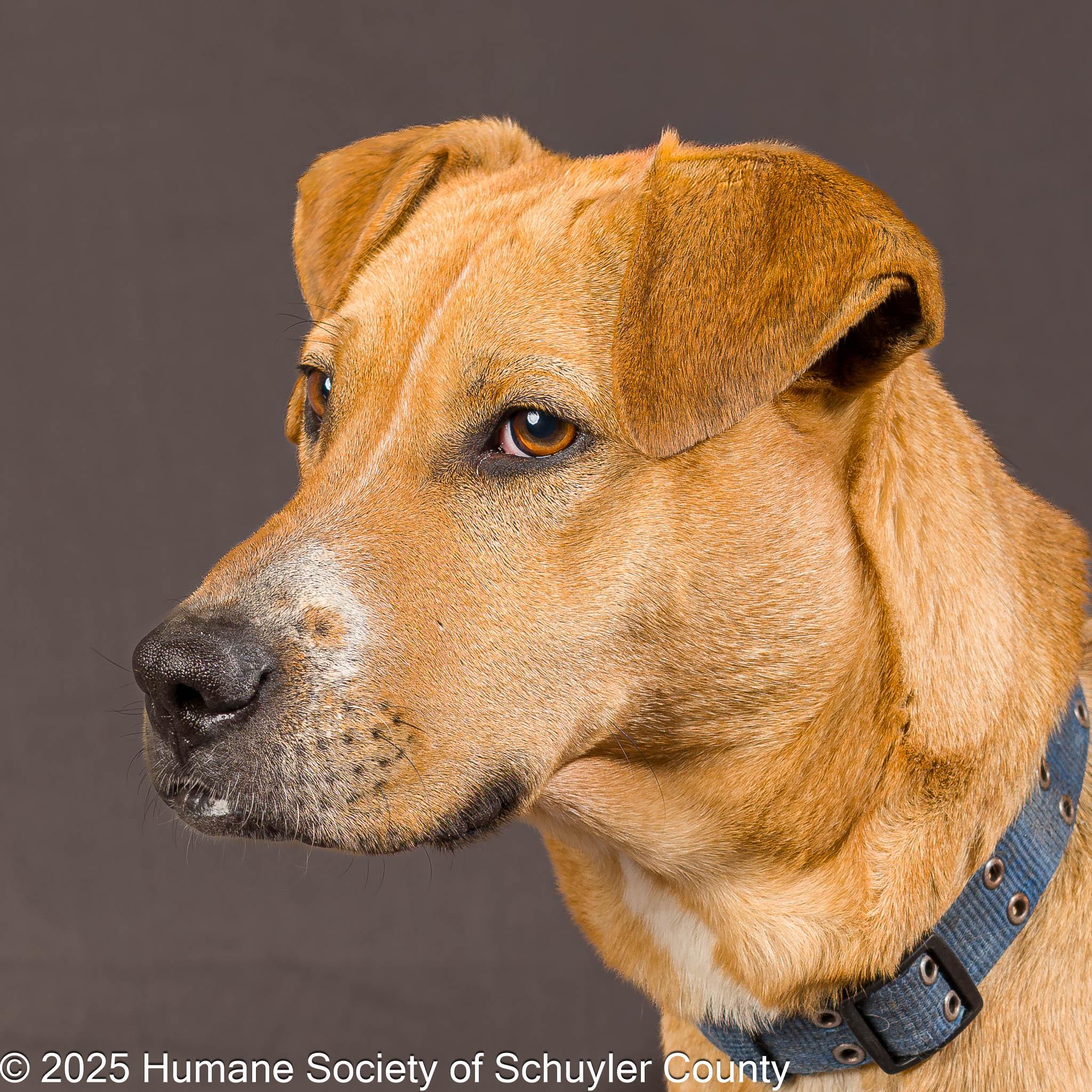 Bart, a Adoptable mixed breed in Montour Falls, NY image 1/4