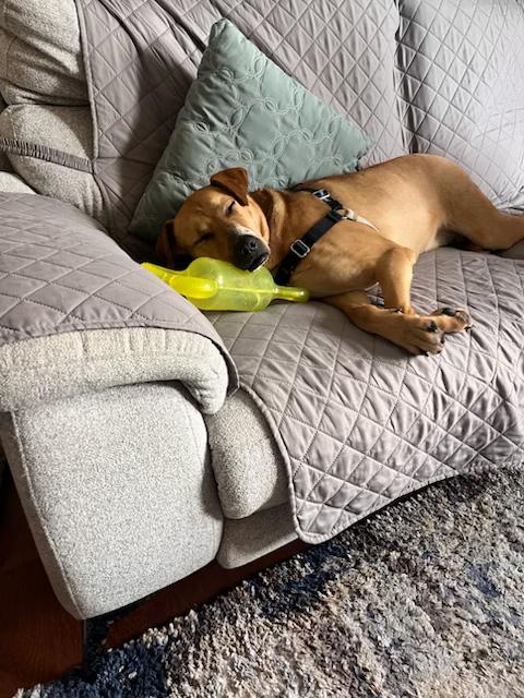 Bart, a Adoptable mixed breed in Montour Falls, NY image 5/6