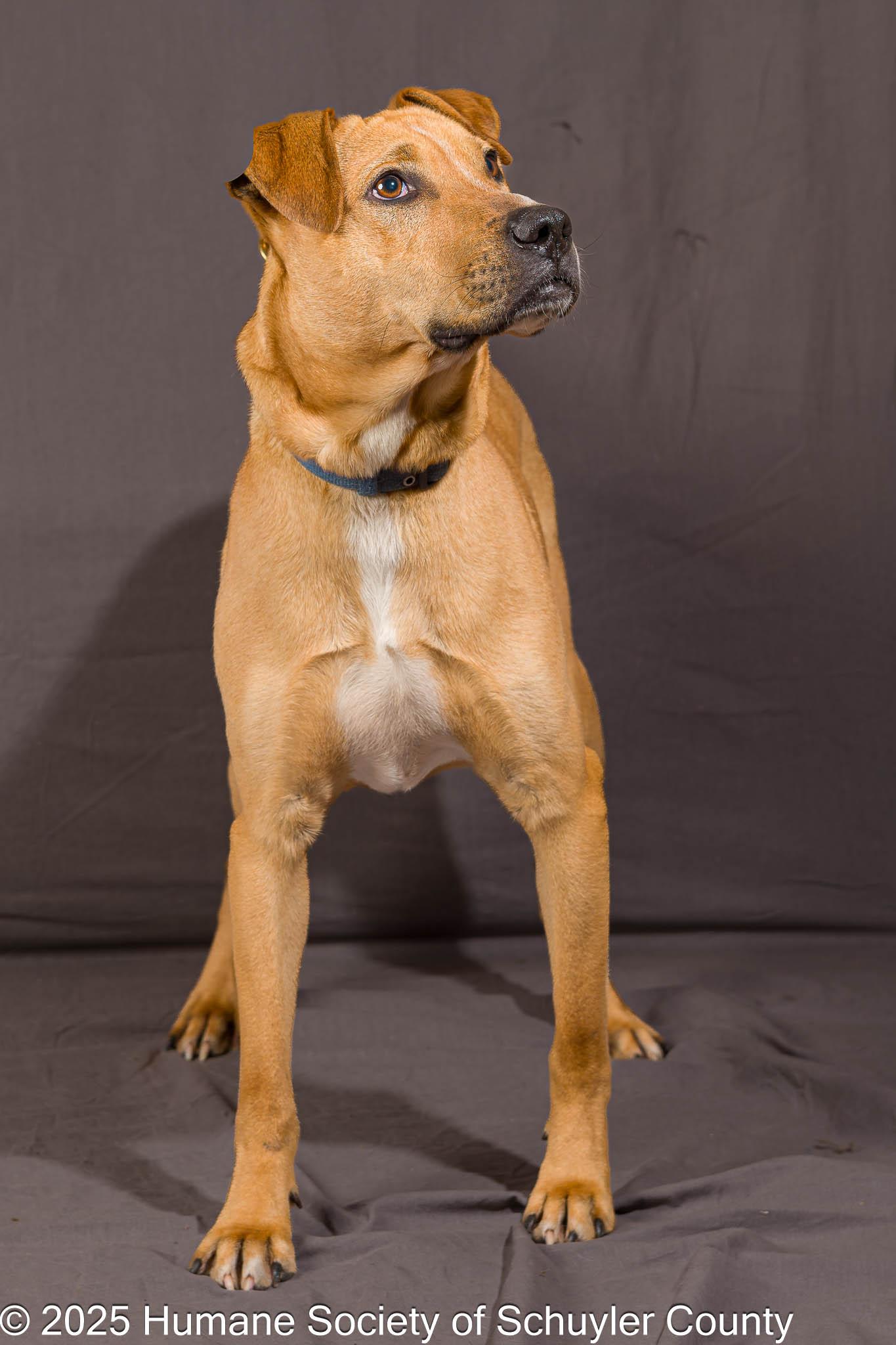 Bart, a Adoptable mixed breed in Montour Falls, NY image 4/4