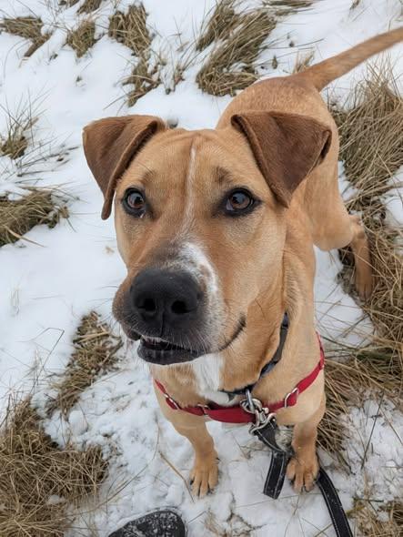 Enlarge Bart, a Adoptable mixed breed in Montour Falls, NY image 1/5