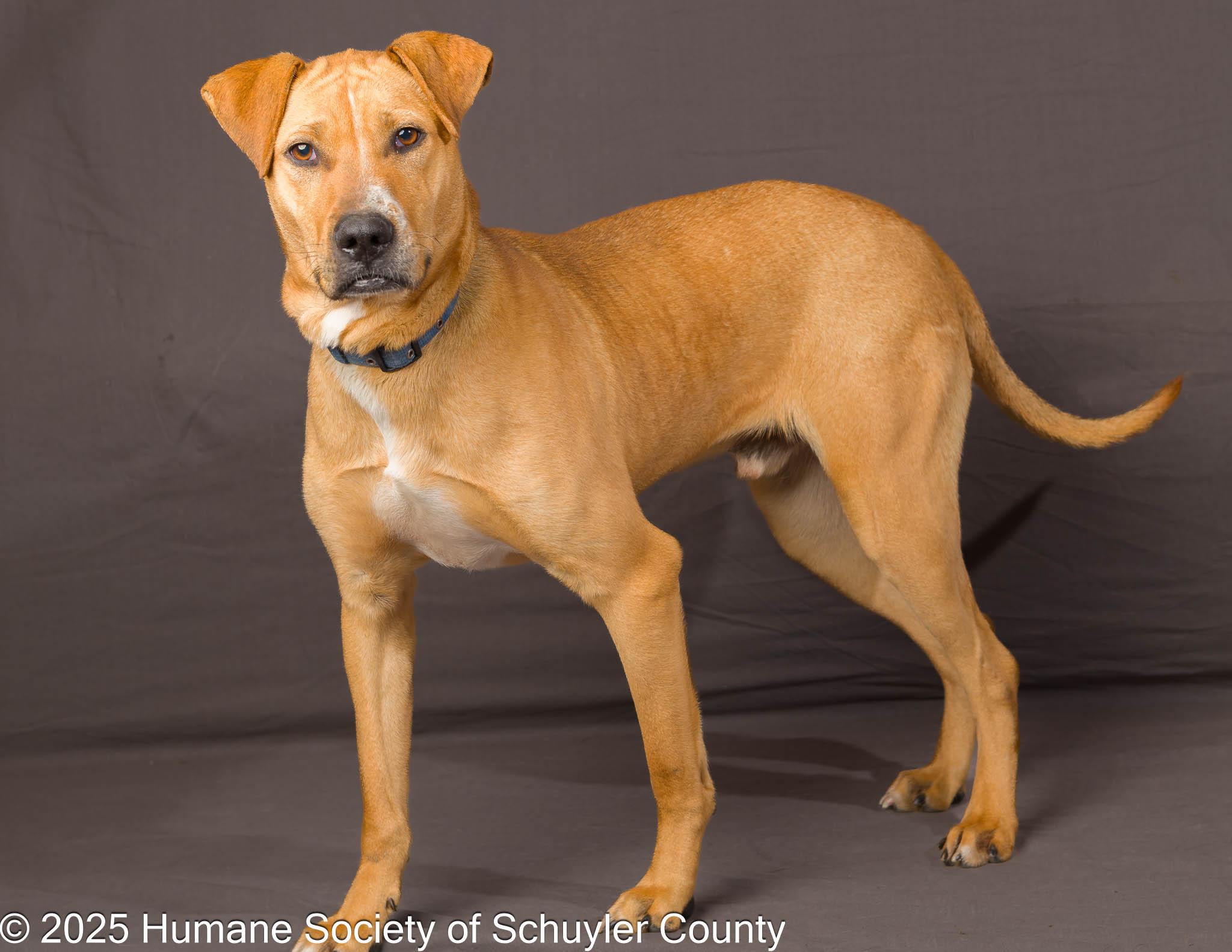 Bart, a Adoptable mixed breed in Montour Falls, NY image 2/4