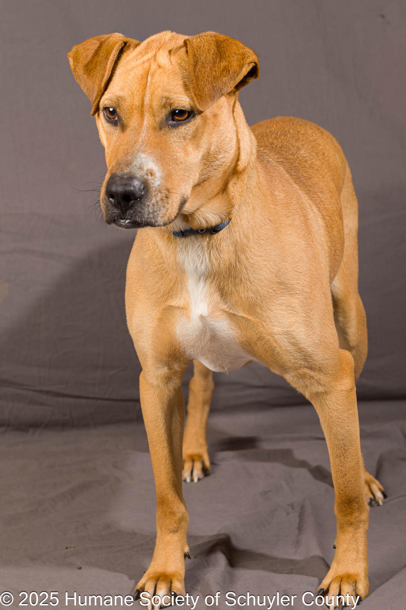 Bart, a Adoptable mixed breed in Montour Falls, NY image 3/4