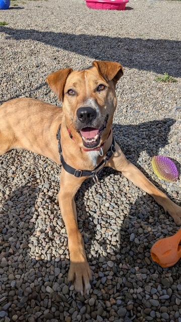 Bart, Adoptable, Adult Male Hound.