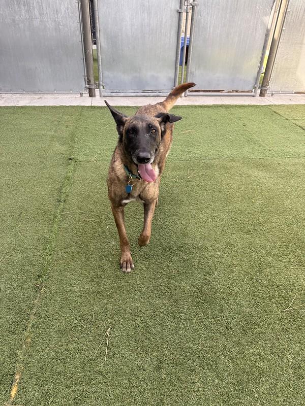Enlarge Flower, a ADOPTABLE mixed breed in Truckee, CA image 4/4