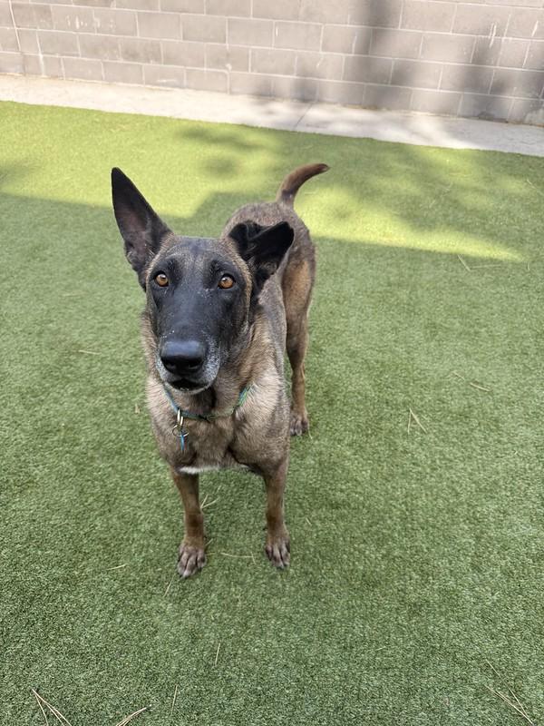 Enlarge Flower, a ADOPTABLE mixed breed in Truckee, CA image 2/4