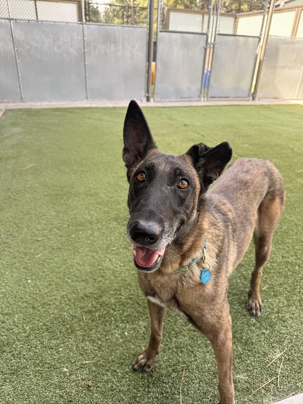 Enlarge Flower, a ADOPTABLE mixed breed in Truckee, CA image 1/4