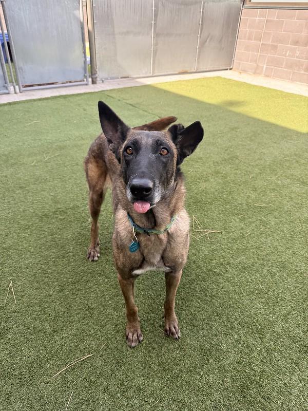 Enlarge Flower, a ADOPTABLE mixed breed in Truckee, CA image 3/4
