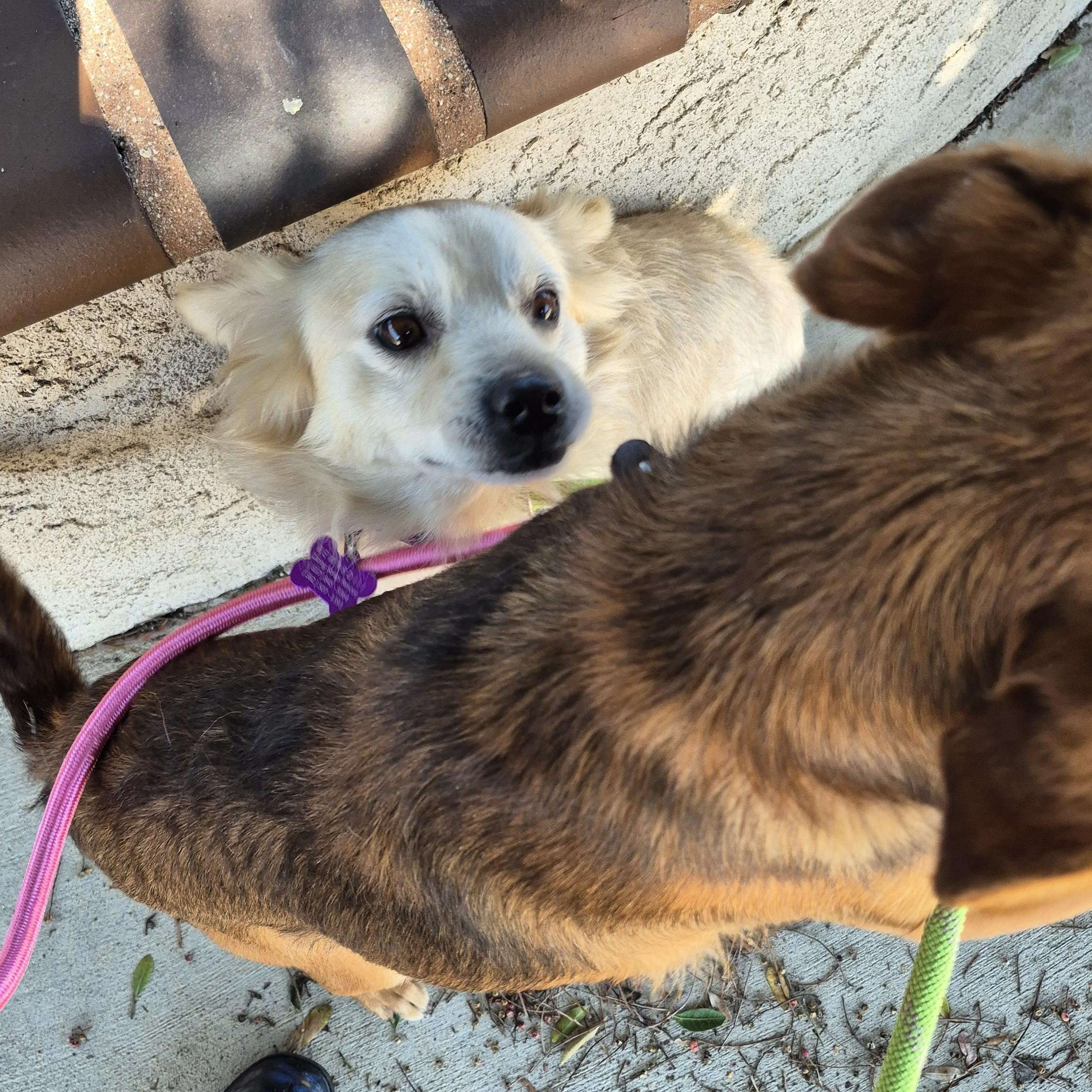 Enlarge Mr. Spaniel Man!, an adopted mixed breed in Manhattan Beach, CA image 6/6