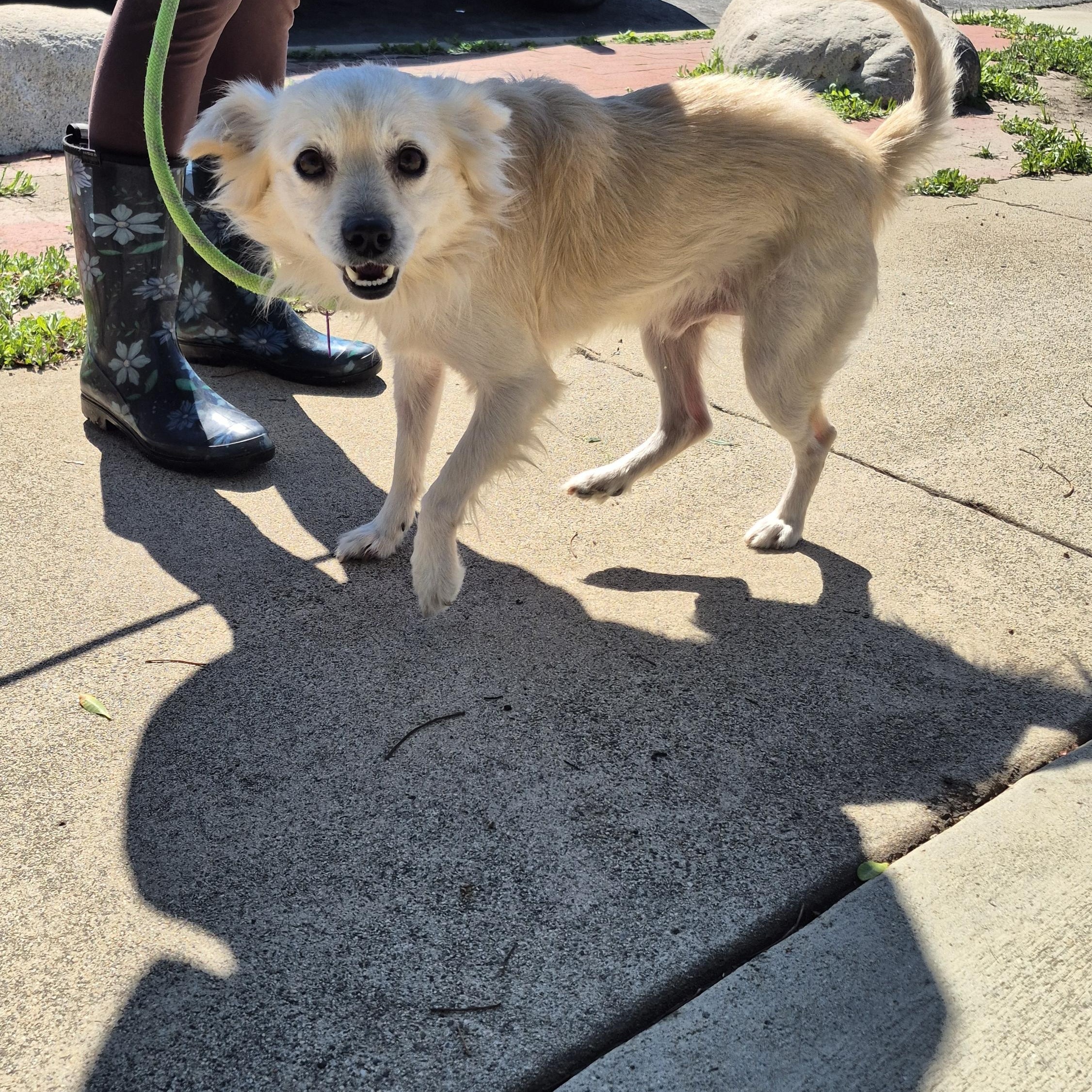 Enlarge Mr. Spaniel Man!, an adopted mixed breed in Manhattan Beach, CA image 2/6