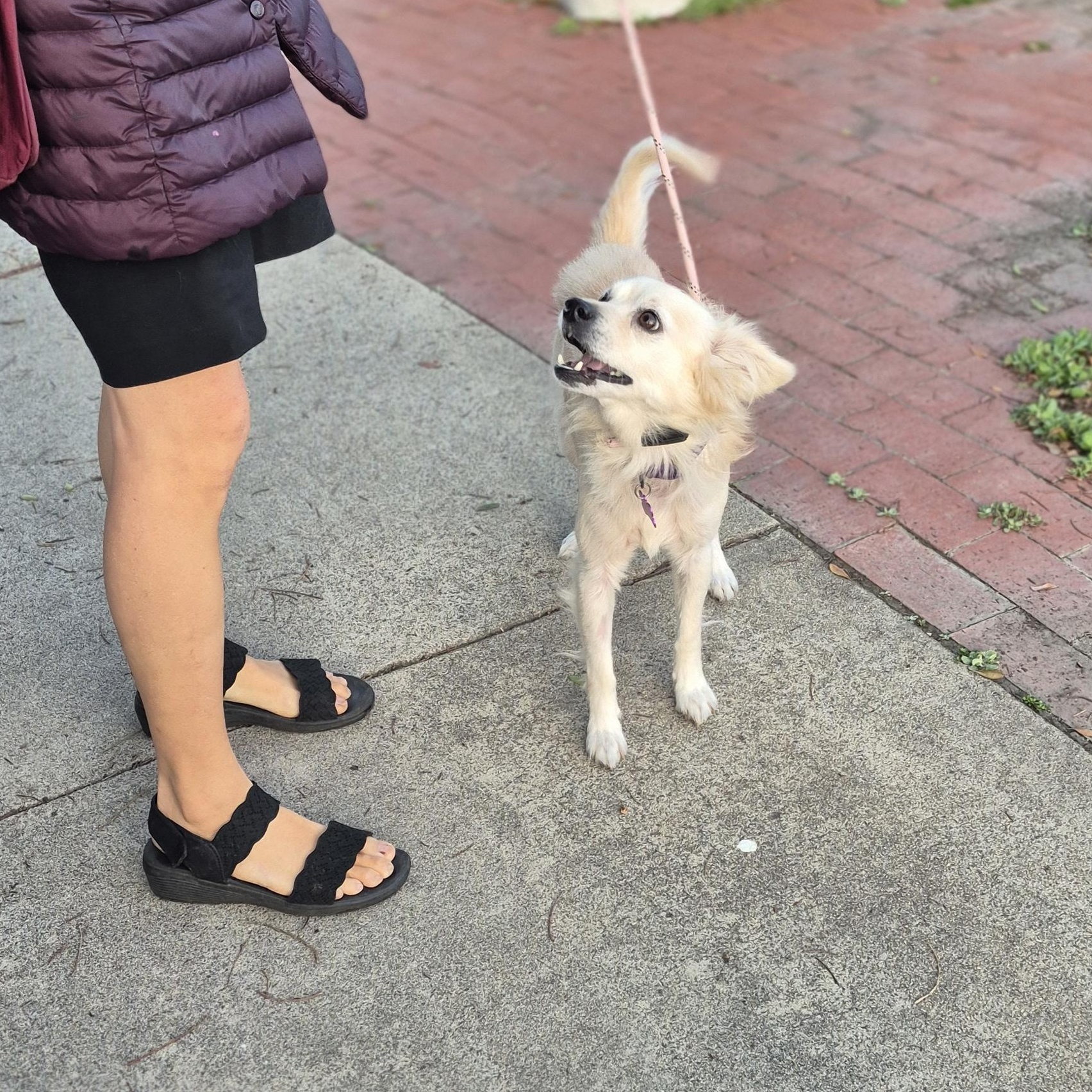 Enlarge Mr. Spaniel Man!, an adopted mixed breed in Manhattan Beach, CA image 5/6