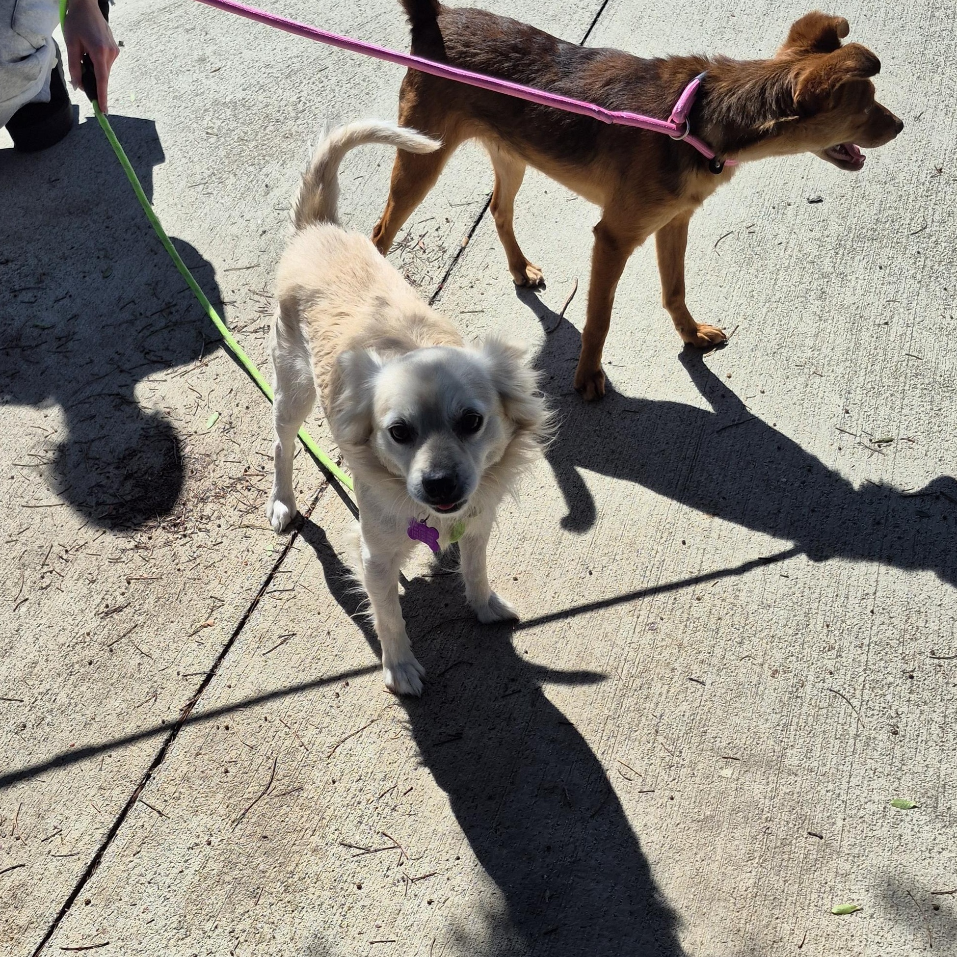 Enlarge Mr. Spaniel Man!, an adopted mixed breed in Manhattan Beach, CA image 3/6