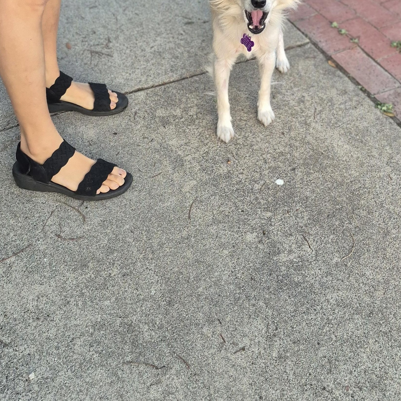 Enlarge Mr. Spaniel Man!, an adopted mixed breed in Manhattan Beach, CA image 1/6