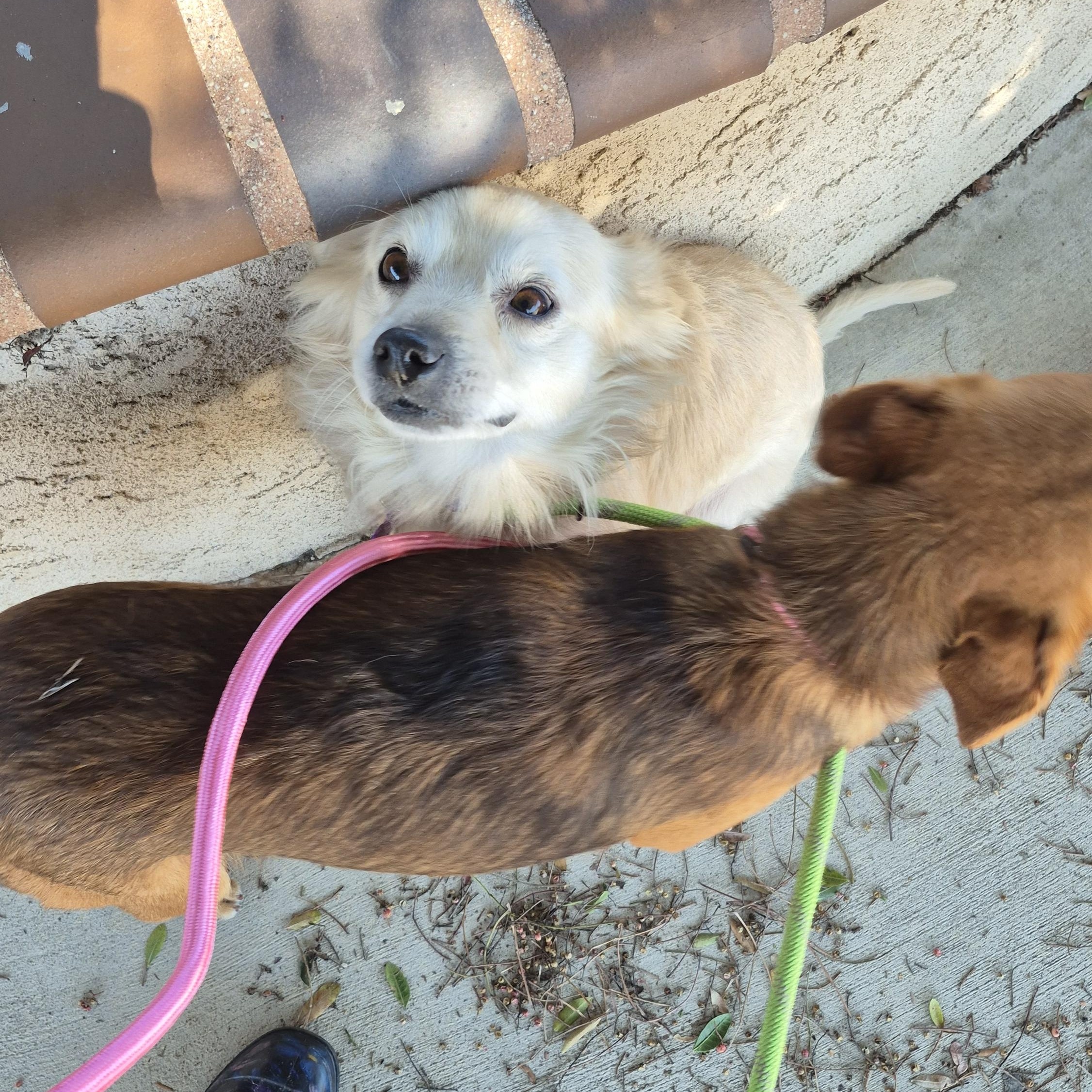 Enlarge Mr. Spaniel Man!, an adopted mixed breed in Manhattan Beach, CA image 4/6