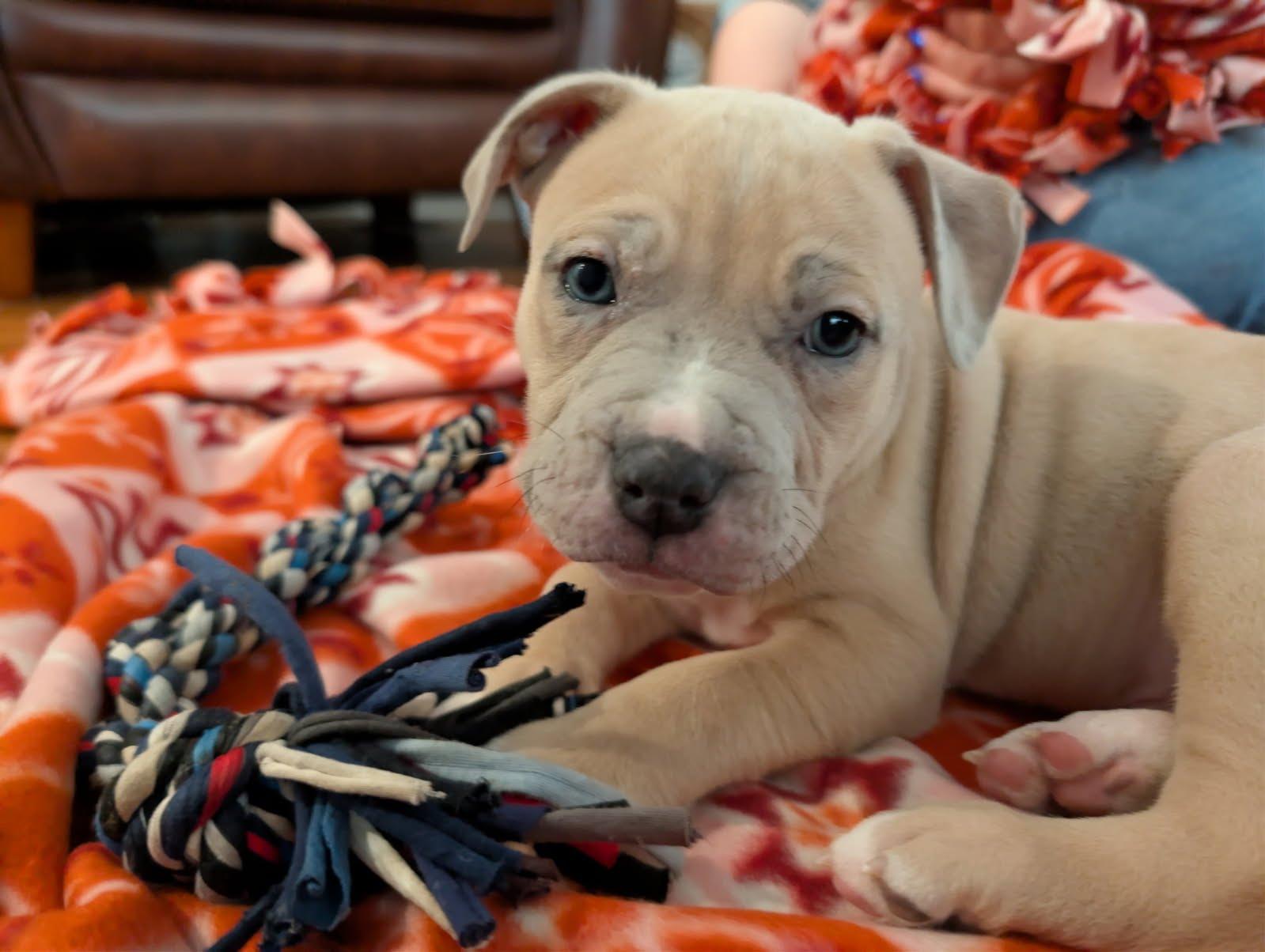 Enlarge Crouton, an adopted mixed breed in Oswego, IL image 5/5