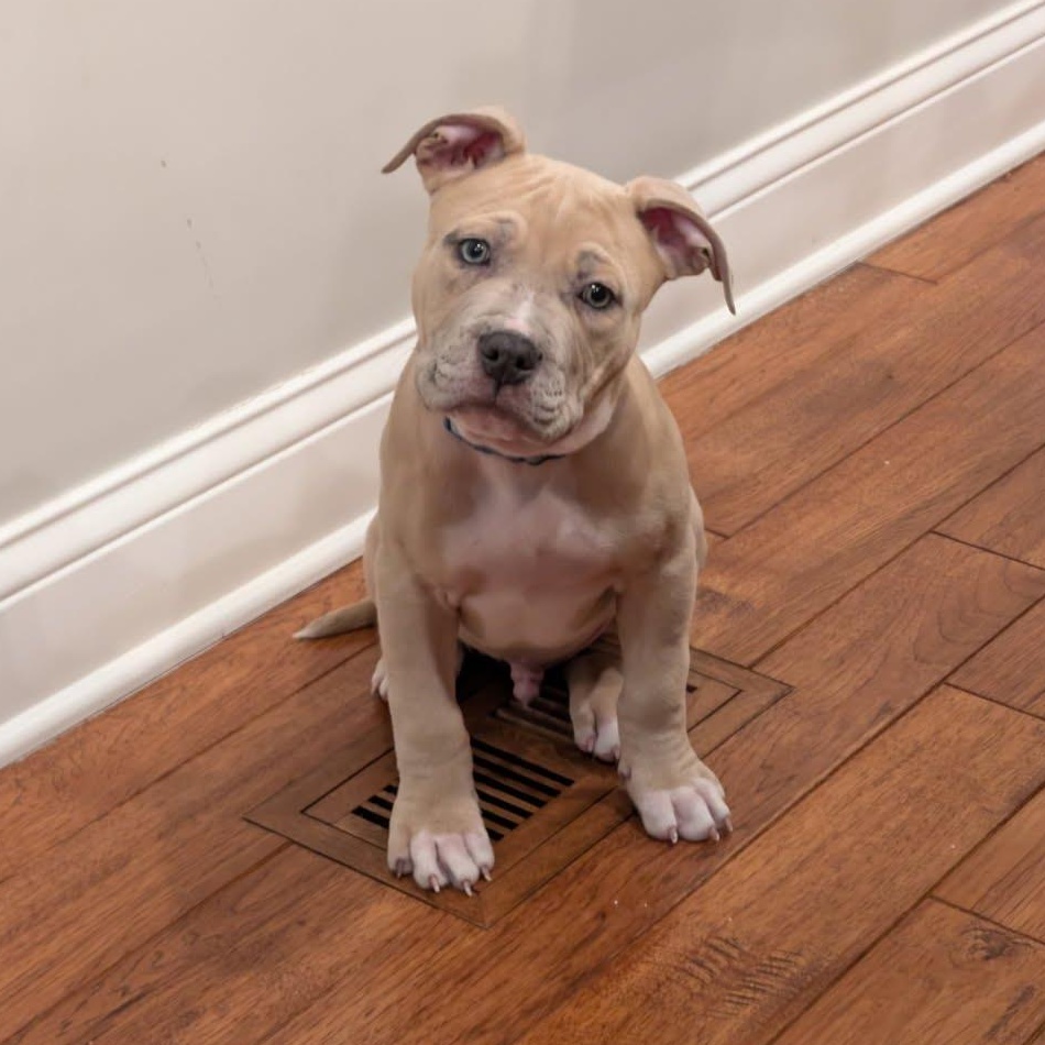 Crouton, adopted, Puppy Male Pit Bull Terrier.