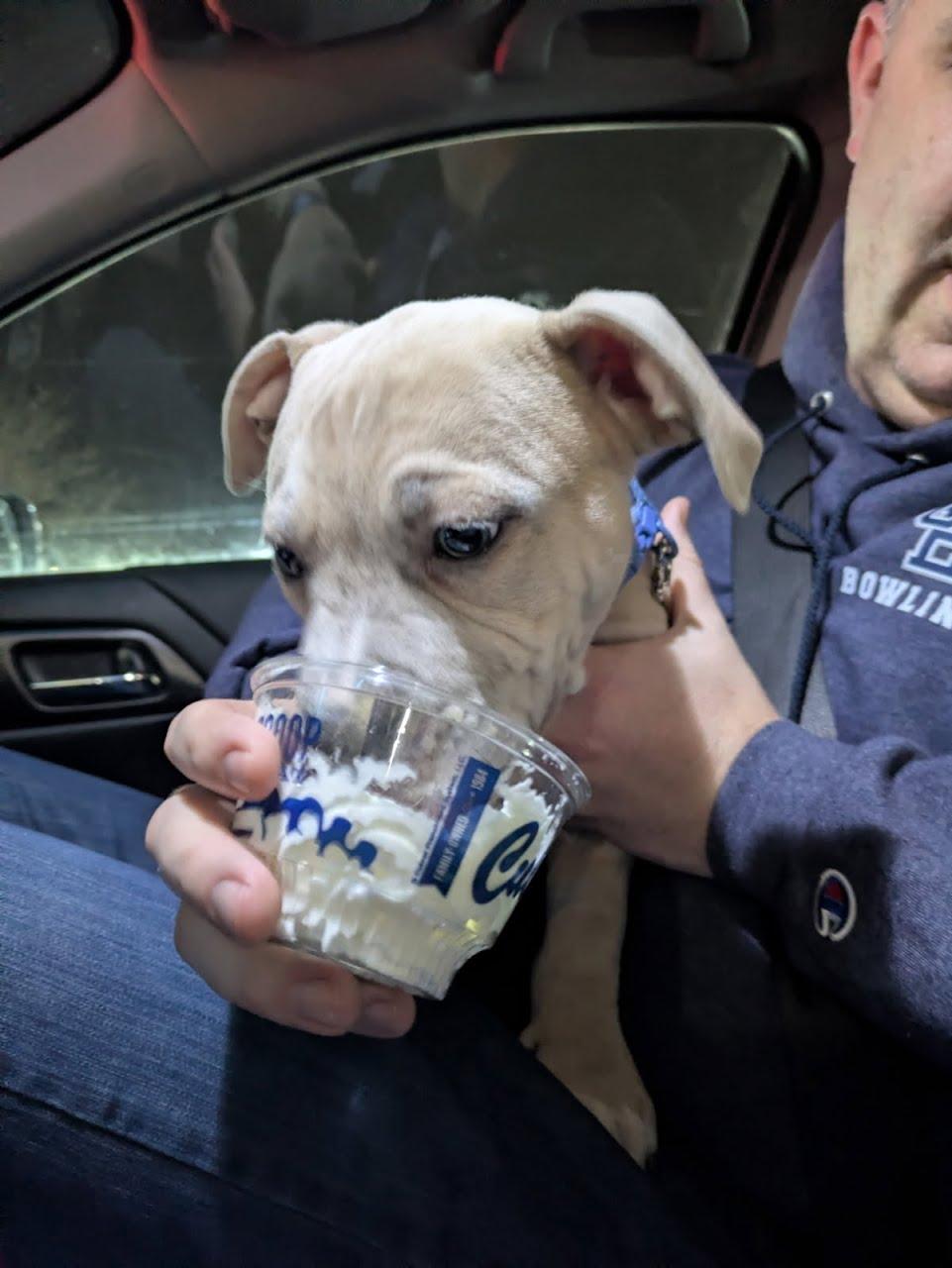 Enlarge Crouton, an adopted mixed breed in Oswego, IL image 2/5