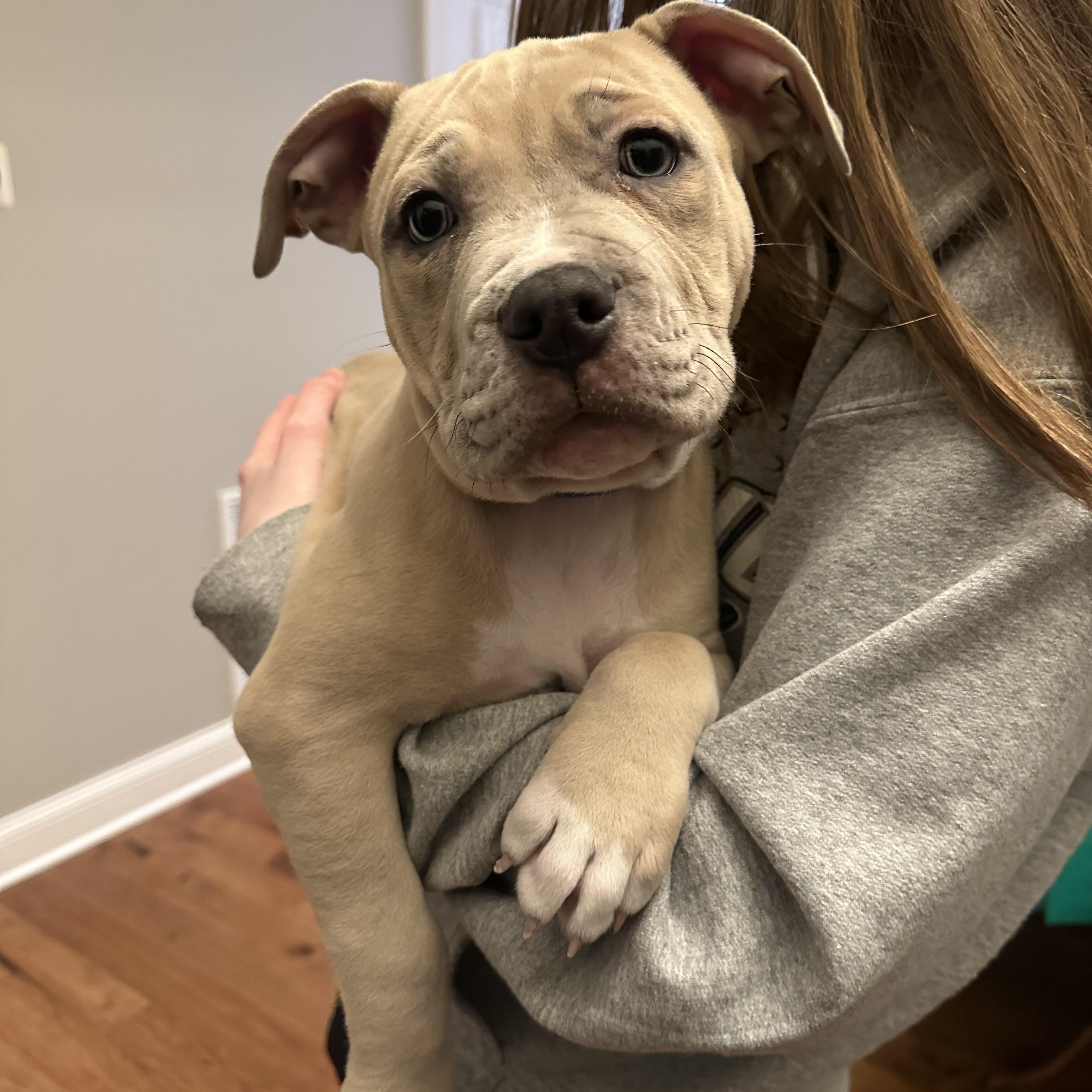Enlarge Crouton, an adopted mixed breed in Oswego, IL image 3/5