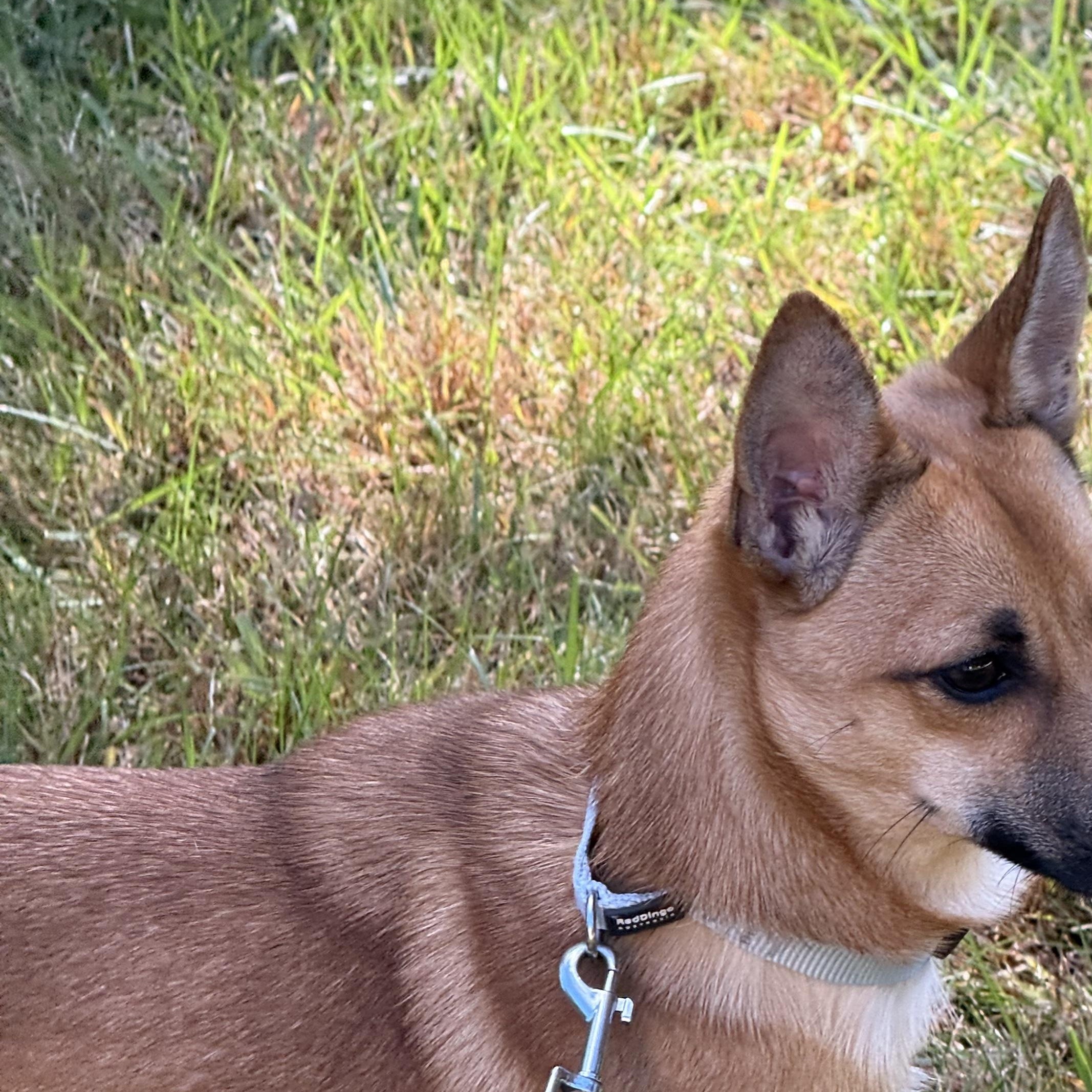 Enlarge Rocket, a Adoptable mixed breed in Oak Bluffs, MA image 2/3