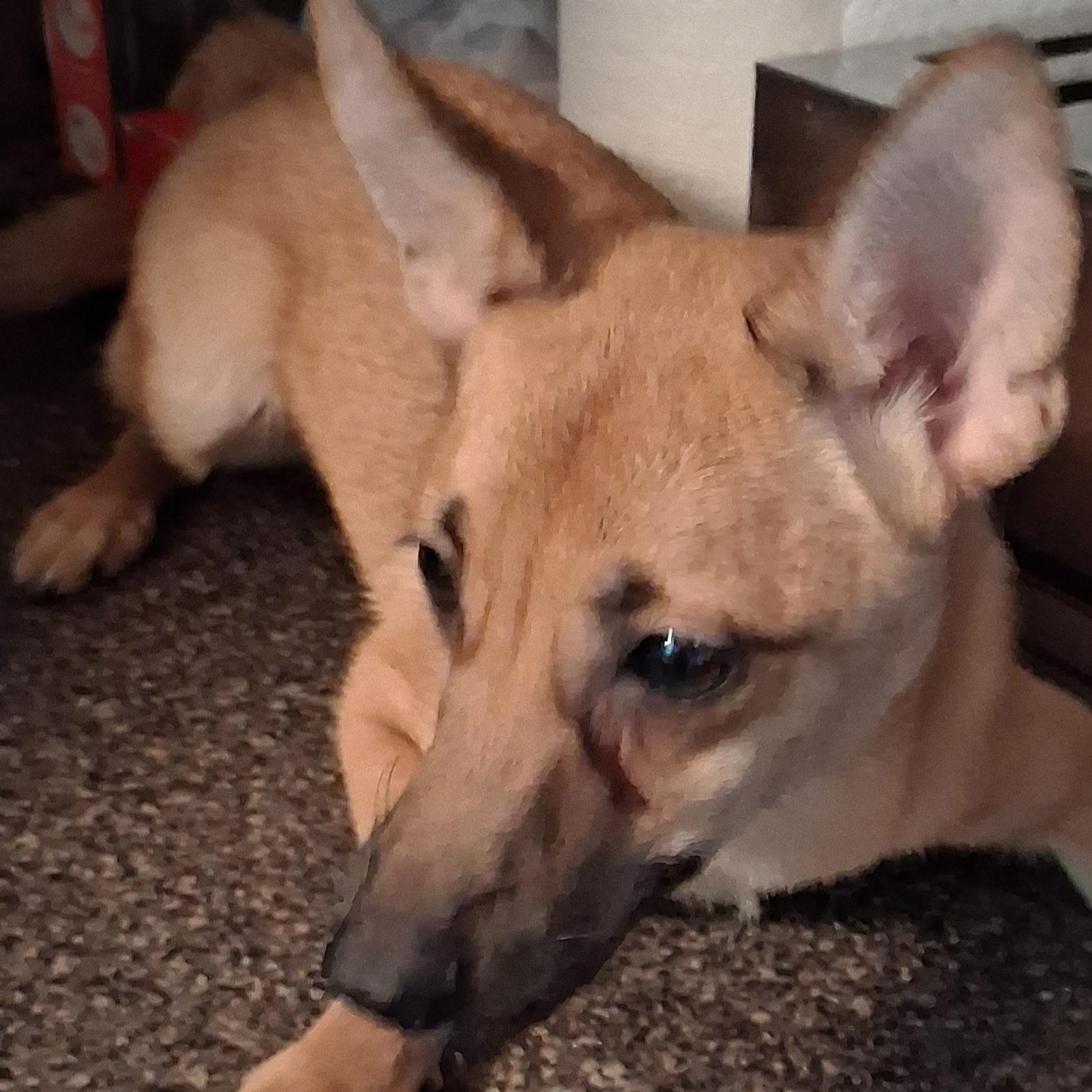 Enlarge Rocket, a ADOPTABLE mixed breed in Oak Bluffs, MA image 1/1